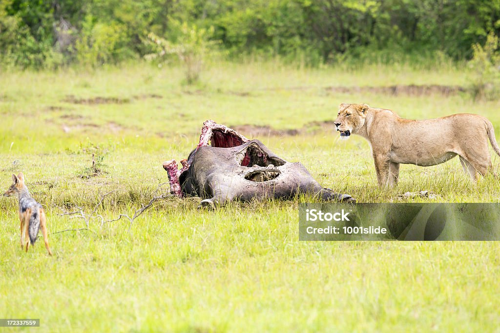 Wilde afrikanische Löwin und Schakal - Lizenzfrei Afrika Stock-Foto