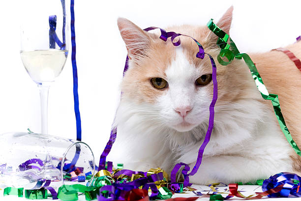 istock Cat at the end of a Party 172337659