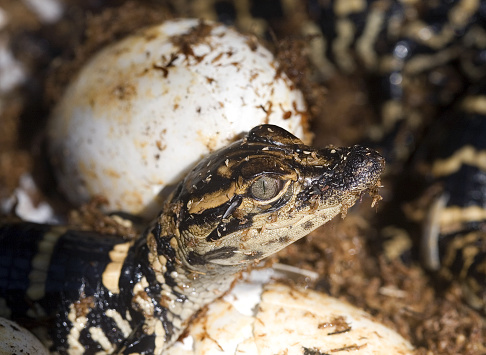American alligator hatchling and eggs