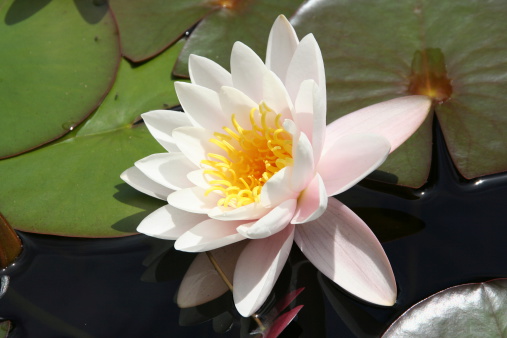 waterlilly close up
