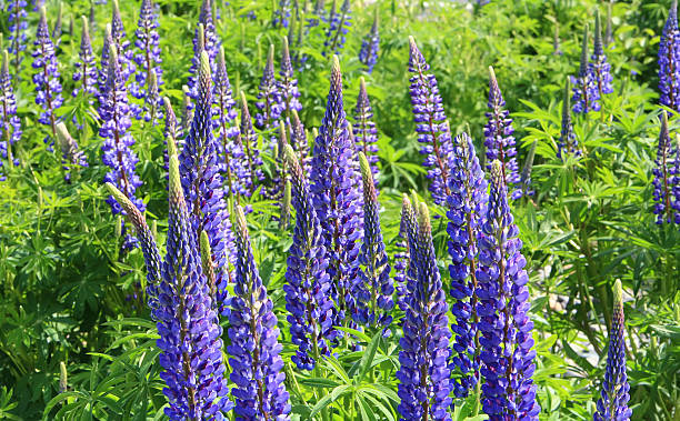 Photo of Field Of Blue Lupines