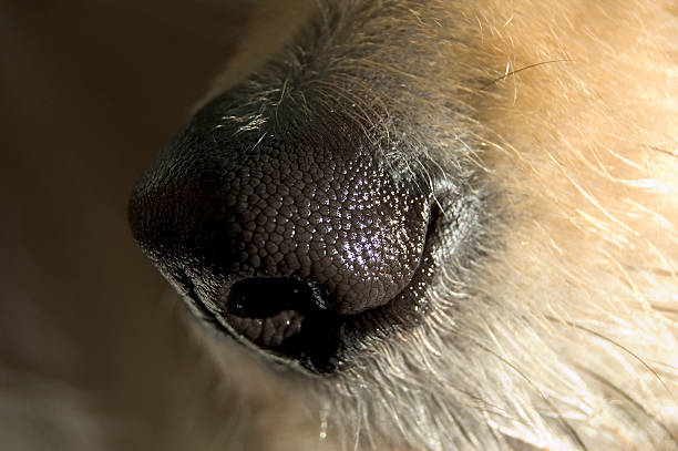 犬の鼻 ストックフォト