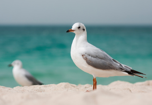 Seagulls on the sand beach