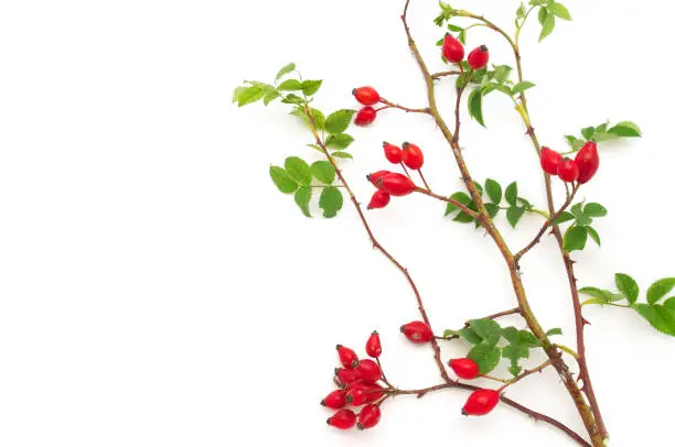 Dog-rose on white background.