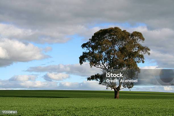 Drzewo W Pole - zdjęcia stockowe i więcej obrazów Australia - Australia, Bez ludzi, Chmura