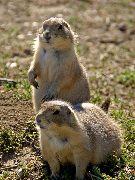 Prairie Dog Para – zdjęcie