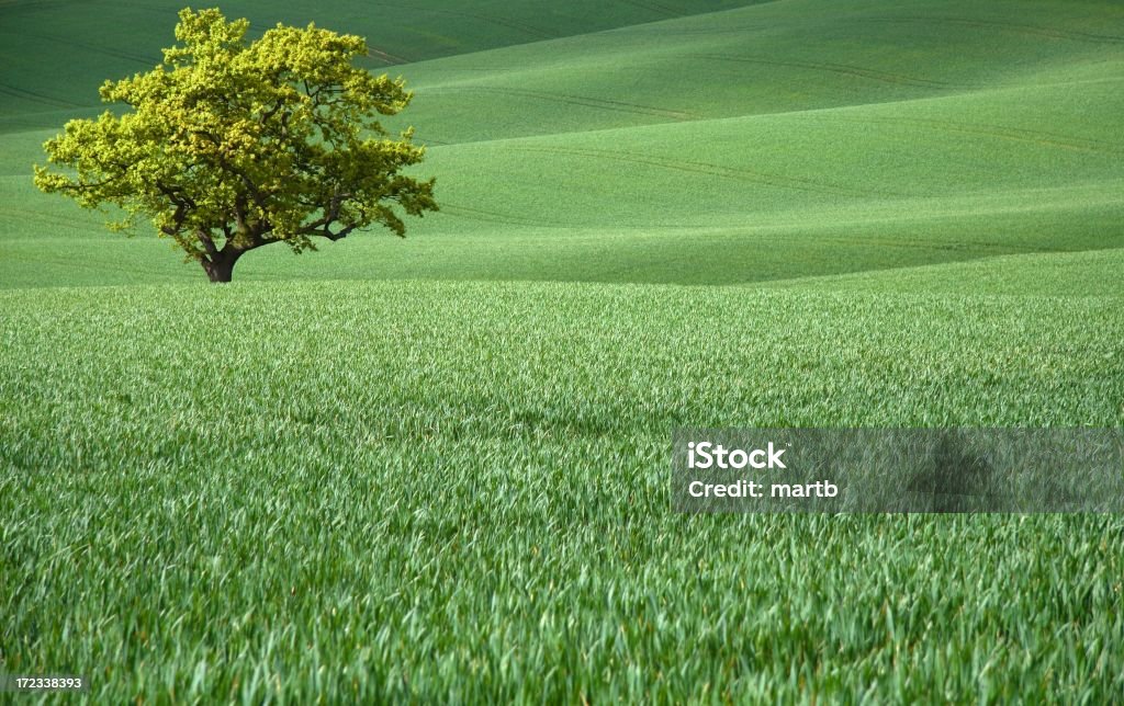 Lone tree in rolling farmland Lone tree in rolling farmland dappled with sunshineSome of my other photos:-Trees in Landscapes Agricultural Field Stock Photo