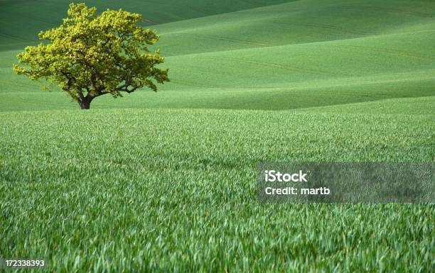 Лоун Дерево В Сельский Rolling — стоковые фотографии и другие картинки Англия - Англия, Без людей, Весна
