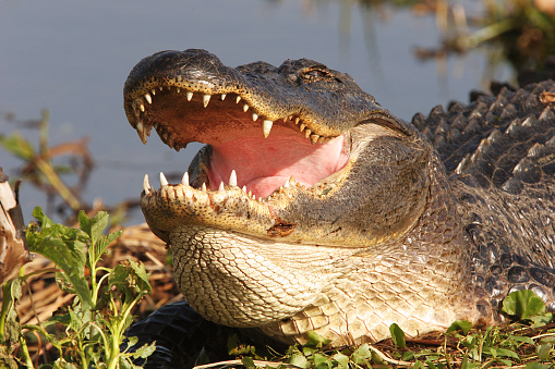 Close-up of wild American Alligator with open jaws