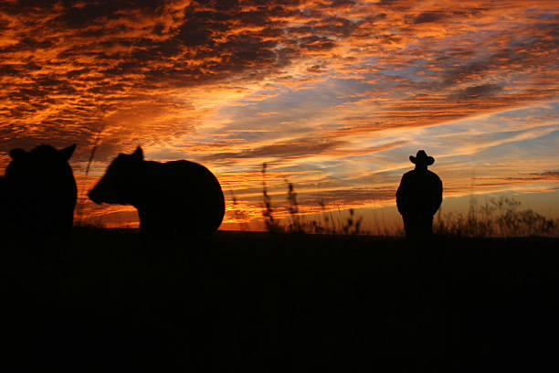 Checking the Herd at Sunset Man in a cowboy hat and cattle against an amazing sunset. kansas photos stock pictures, royalty-free photos & images