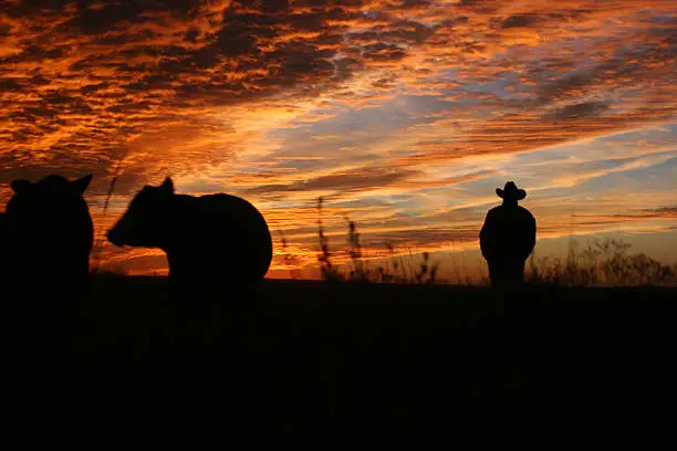 Man in a cowboy hat and cattle against an amazing sunset.