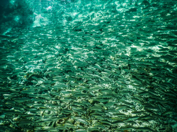 istock Philippines Coron Twin Lagoon 1723388583