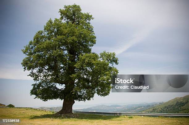 Oak — стоковые фотографии и другие картинки Большой - Большой, Дерево, Один человек