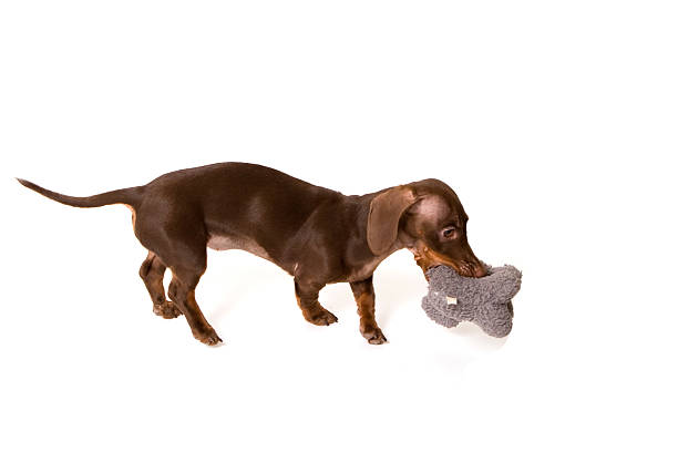 dashund и игрушка - pet toy dachshund dog toy ст�оковые фото и изображения
