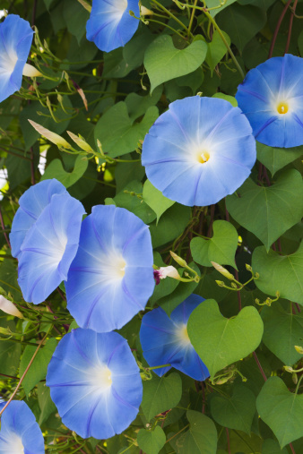 Subject: Vertical close-up view of a Morning Glory plant in full bloom