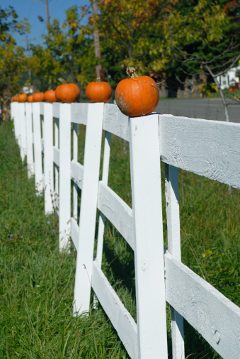 Pumpkins all lined up on a fence.Some related photos: