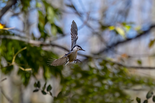 The white-breasted nuthatch (Sitta carolinensis) in flight