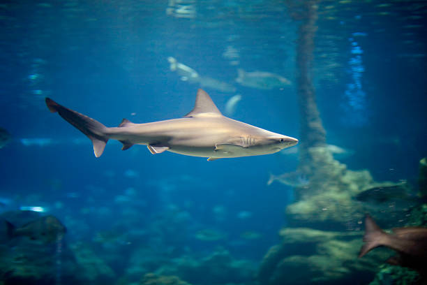 istock Shark in the water 172339552