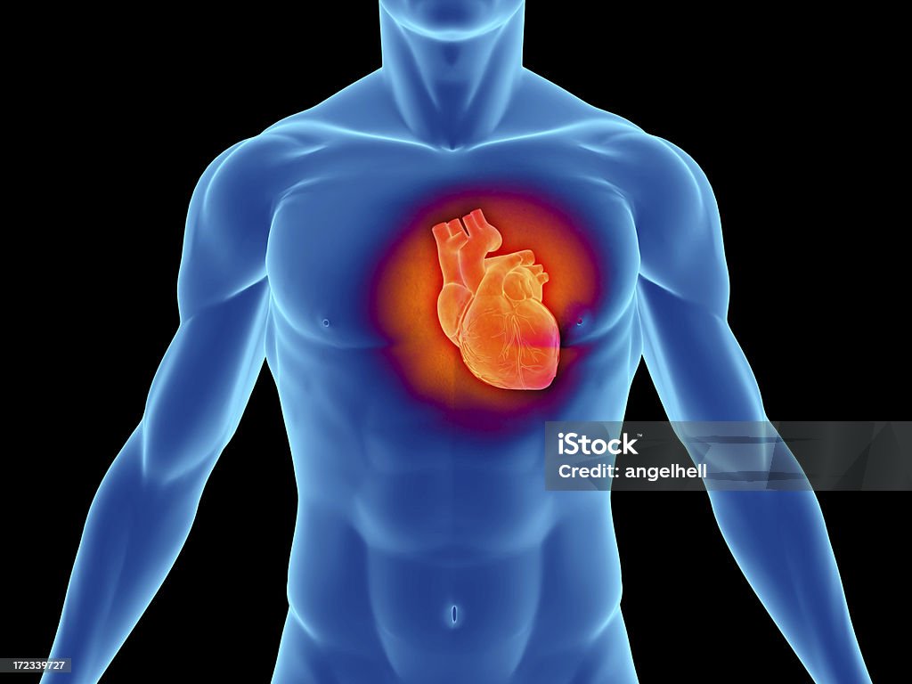 Tronco di un uomo che evidenzia il cuore - Foto stock royalty-free di Anatomia umana