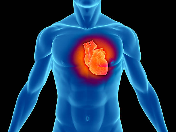 토르소 선으로나 남자 심장 강조 - 인간 심장 뉴스 사진 이미지