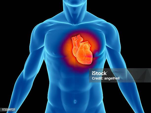 Foto de Torso De Homem Com Destaque Para O Coração e mais fotos de stock de Anatomia - Anatomia, Doença, Corpo humano