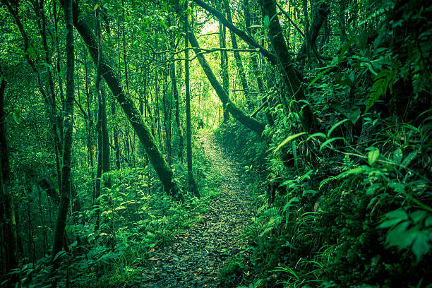 Footpath in the rainforest