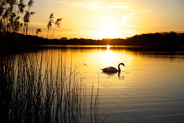 istock Swan Lake Surrey In Spring 172339791