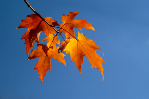 On a sunny day in November 2021, bright red maple trees shine against the blue sky in Fuchu City, Tokyo.