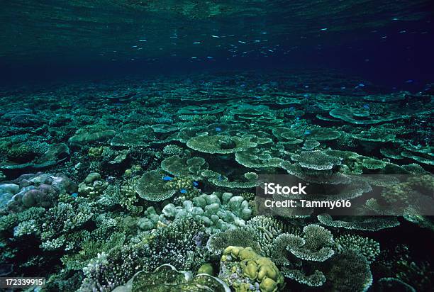 아름다운 산호초 0명에 대한 스톡 사진 및 기타 이미지 - 0명, 경산호, 군집 동물