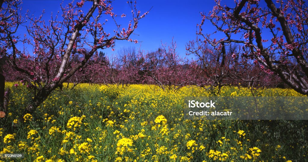 Mostarda e flores de cerejeira - Foto de stock de Agricultura royalty-free