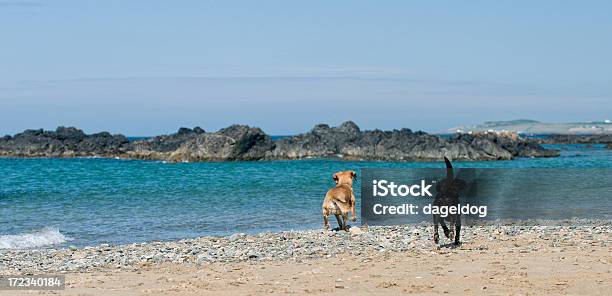 Divertimento E Libertà - Fotografie stock e altre immagini di Ambientazione esterna - Ambientazione esterna, Amicizia, Animale