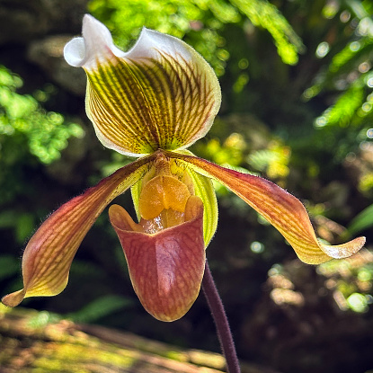 Close up of orchid flower Paphiopedilum Makeda.