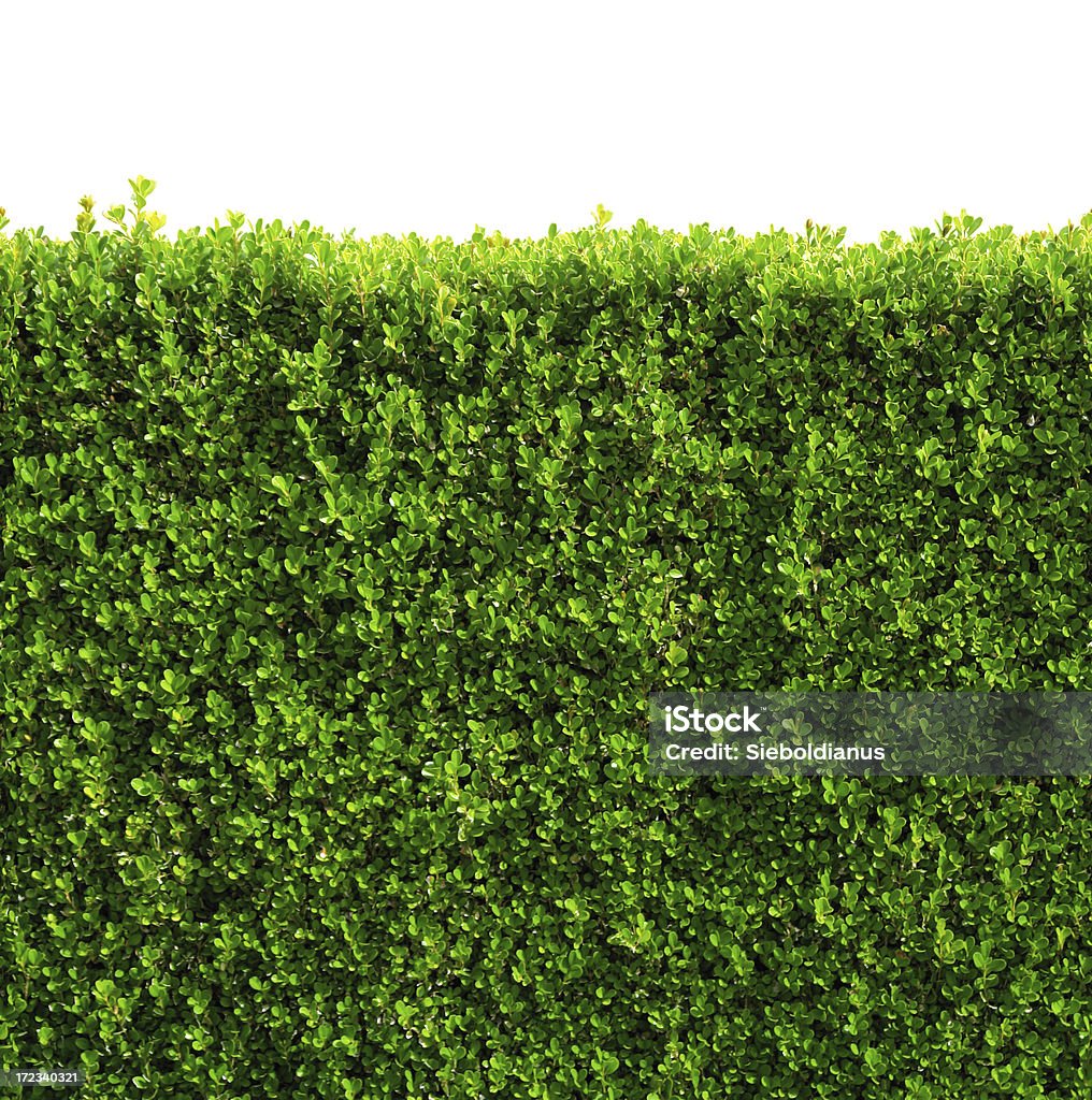 Seamless box hedge with green leafs isolated / clipping-path Seamless box hedge with green leafs isolated on white background. Hedge Stock Photo