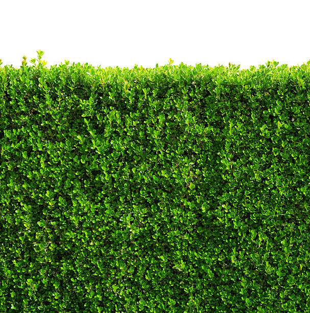 Seamless box hedge with green leafs isolated / clipping-path stock photo