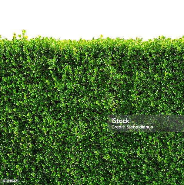 Seamless Box Hedge With Green Leafs Isolated Clippingpath Stock Photo - Download Image Now