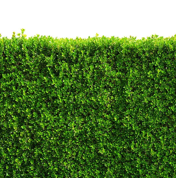 Seamless box hedge with green leafs isolated on white background.