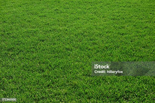 Erba - Fotografie stock e altre immagini di Ambientazione esterna - Ambientazione esterna, Campo in erba, Colore brillante