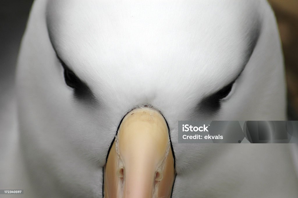 Albatros Blackbrowed - Foto de stock de Albatros libre de derechos