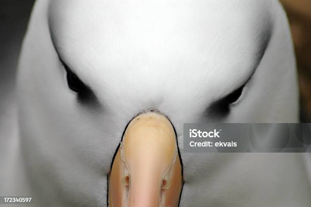 Albatros Blackbrowed Foto de stock y más banco de imágenes de Albatros - Albatros, Antártida, Ala de animal