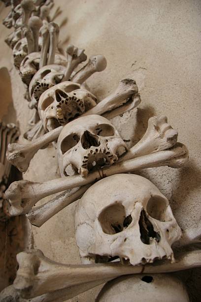 두개 및 crossbones - animal skull human bone skull church 뉴스 사진 이미지