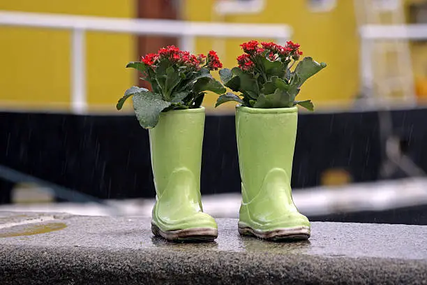 "Rubberboot used to a plant (KalanchoA< blossfeldiana), standing outdoor in the rain in front of a boat."