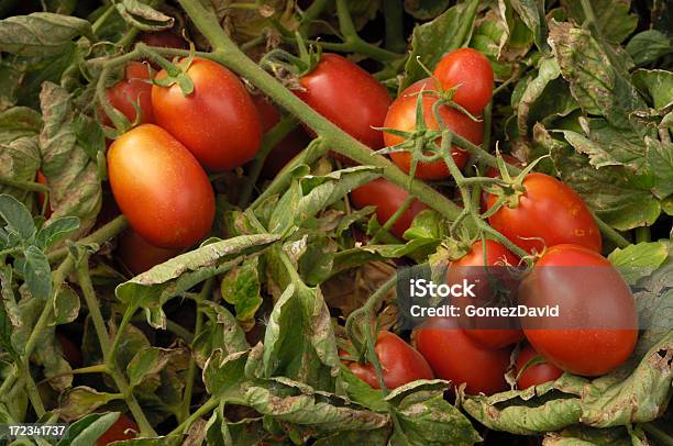 Closeup Of Ripening Plum Tomatoes On The Vine Stock Photo - Download Image Now - Agriculture, Bunch, Close-up