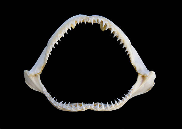 istock Isolated piece of shark jaws in black background 172341786
