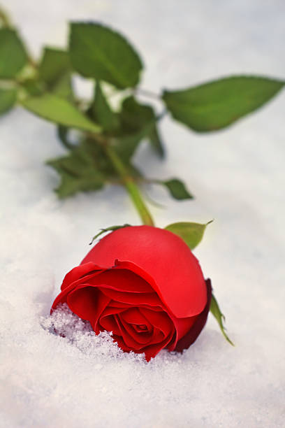 istock Red Rose in the Snow 172341852