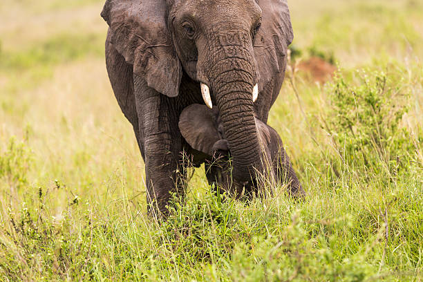istock African Elephant and baby: Hiding 172341909