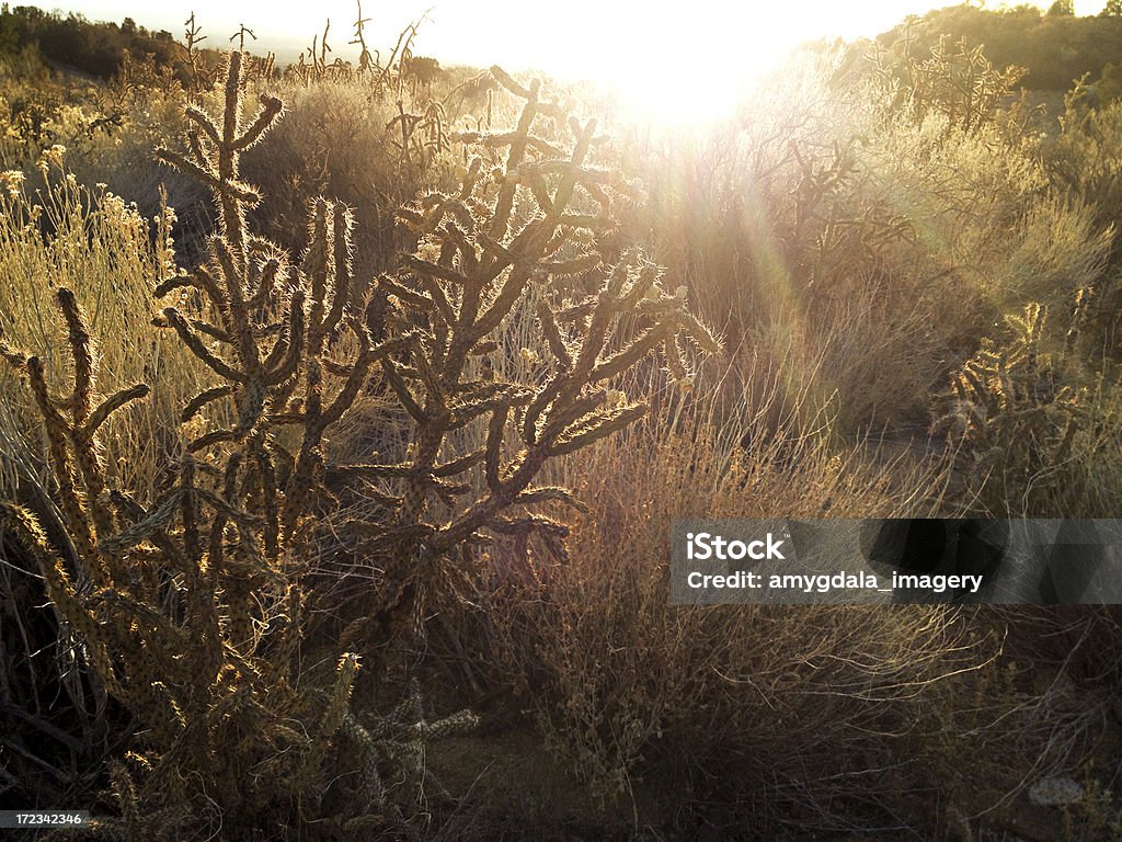 mobilestock sudoeste paisagem ao pôr-do-sol - Foto de stock de Albuquerque - Novo México royalty-free