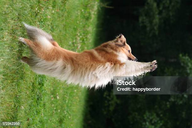 Foto de Sheltie Faz Uma Manobra De Animais e mais fotos de stock de Cão - Cão, Esticar, Acessibilidade