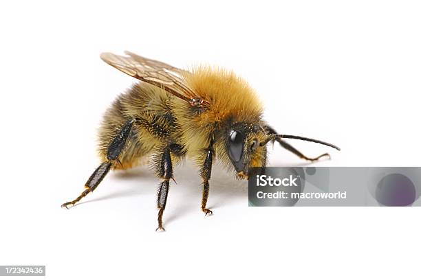 Hummel Isoliert Stockfoto und mehr Bilder von Hummel - Hummel, Fliegen, Freisteller – Neutraler Hintergrund