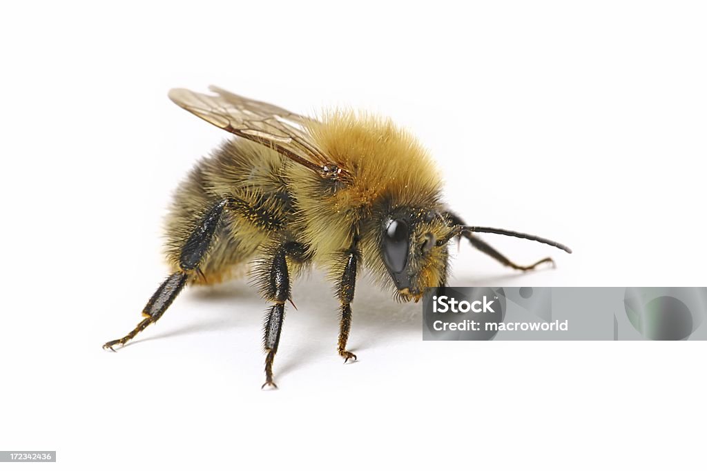 Bumblebee (isolado - Foto de stock de Mangangá royalty-free