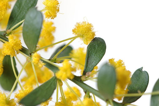 Closeup of acacia (wattle) flowers on white background